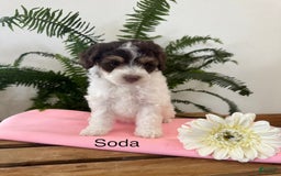 Mini Aussiedoodle dogs for sale: Soda - Image 1
