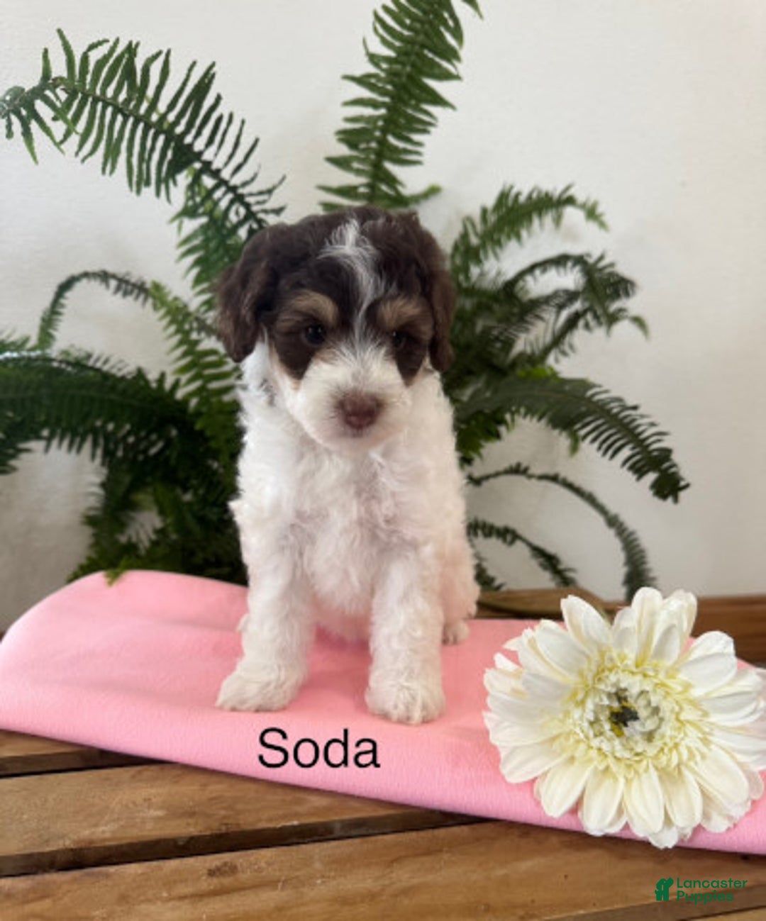 Mini Aussiedoodle dogs for sale: Soda - Image 1