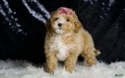 Maltipoo dogs for sale: Stella - Image 4