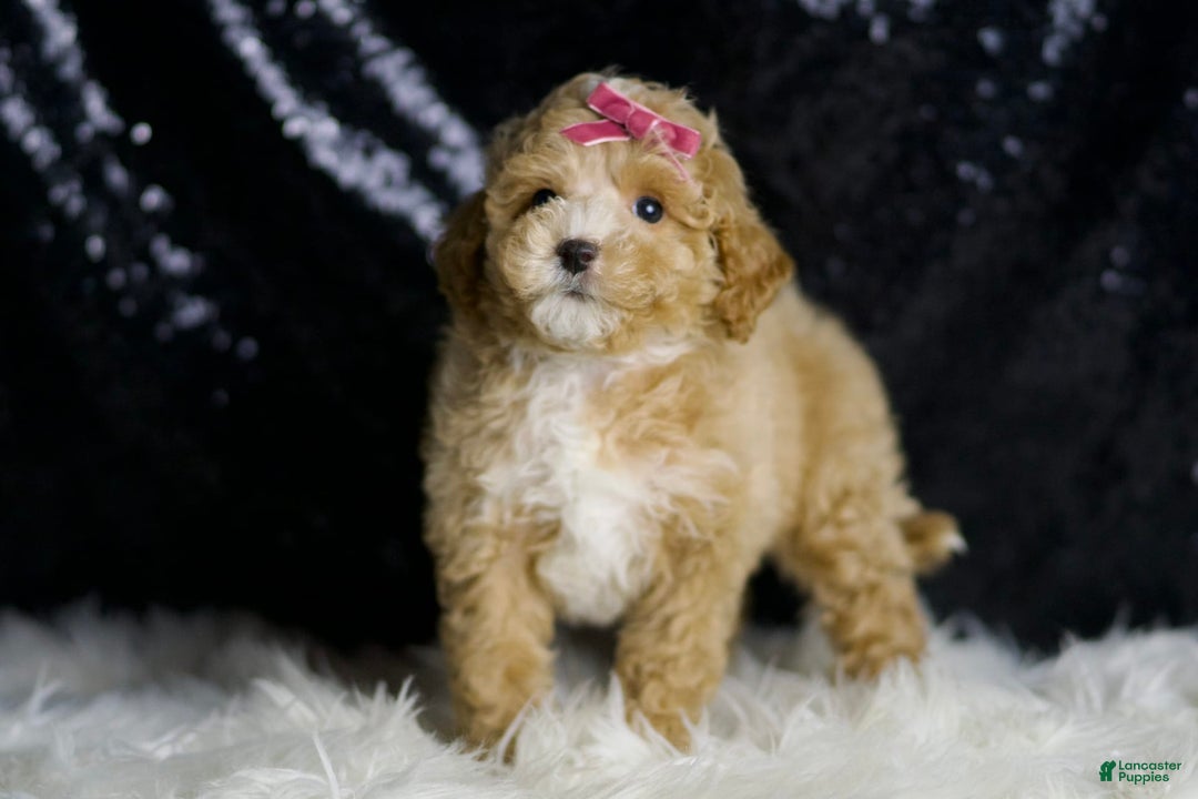 Maltipoo dogs for sale: Stella - Image 4