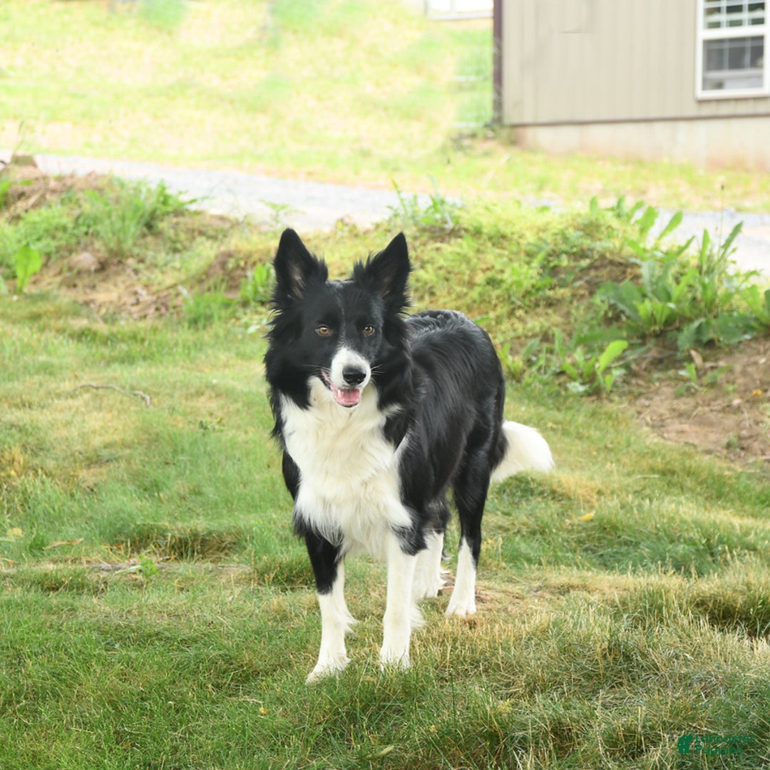 Border Collie dogs for sale: Grover - Image 4