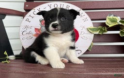 Shiba Inu dogs for sale: Erika - Image 1