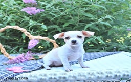 Chihuahua dogs for sale: Tina - Image 6