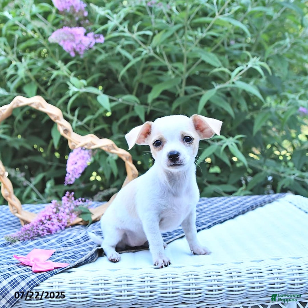 Chihuahua dogs for sale: Tina - Image 6