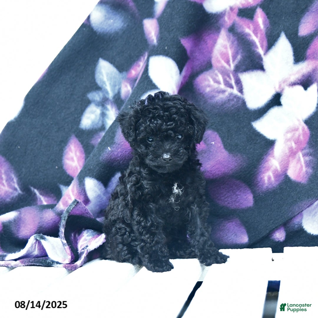 Toy Poodle dogs for sale: Twila - Image 2