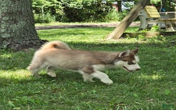 Siberian Husky dogs for sale: Briar - Image 6