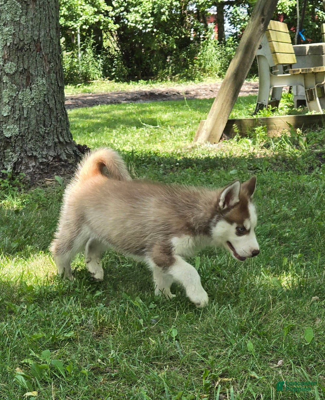Siberian Husky dogs for sale: Briar - Image 6