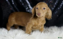 Miniature Dachshund dogs for sale: Miniature Dachshund 3 puppies - Image 2