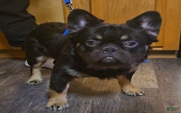 French Bulldog dogs for sale: Daisy - Image 28