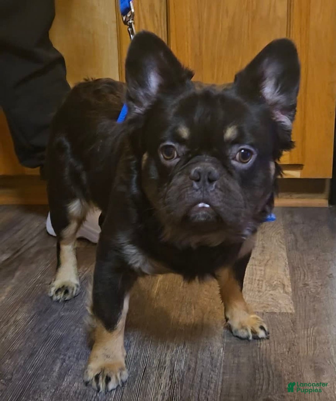 French Bulldog dogs for sale: Daisy - Image 28