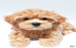 Maltipoo dogs for sale: Chloe - Image 6