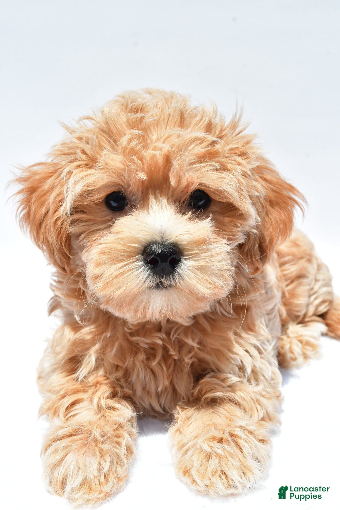 Maltipoo dogs for sale: Chloe - Image 6
