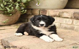 Border Collie dogs for sale: Mandy - Image 2