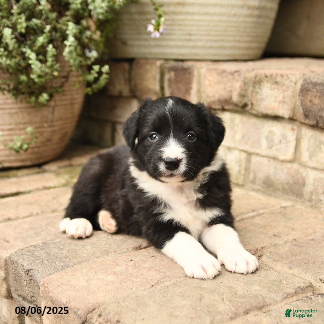 Border Collie dogs for sale: Mandy - Image 2