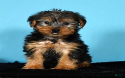 Yorkshire Terrier dogs for sale: Jordan - Image 3