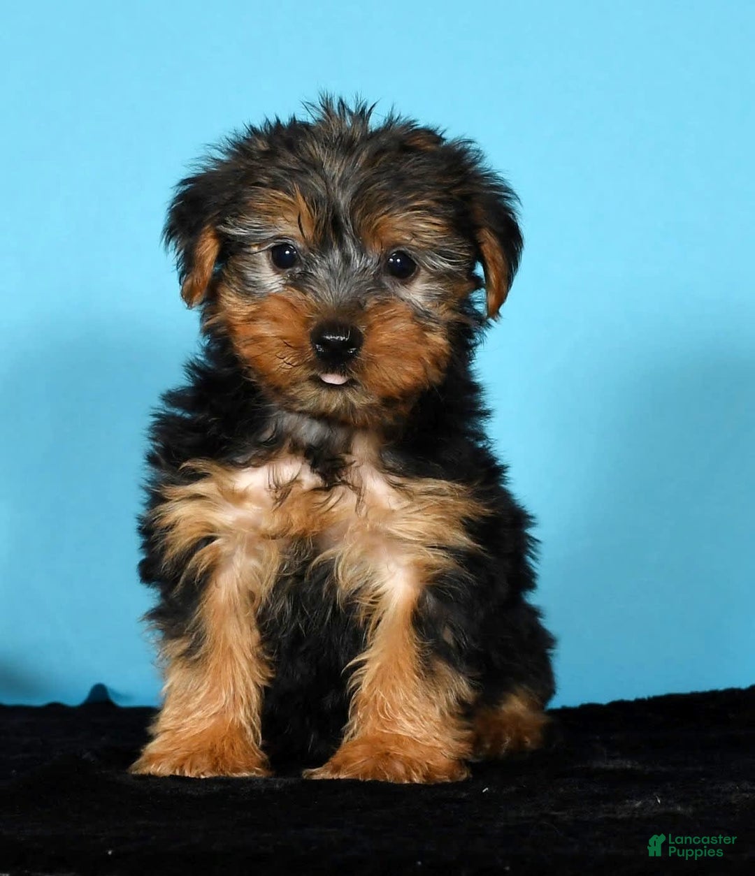 Yorkshire Terrier dogs for sale: Jordan - Image 3