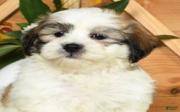 Teddy Bear dogs for sale: Sammy - Image 3