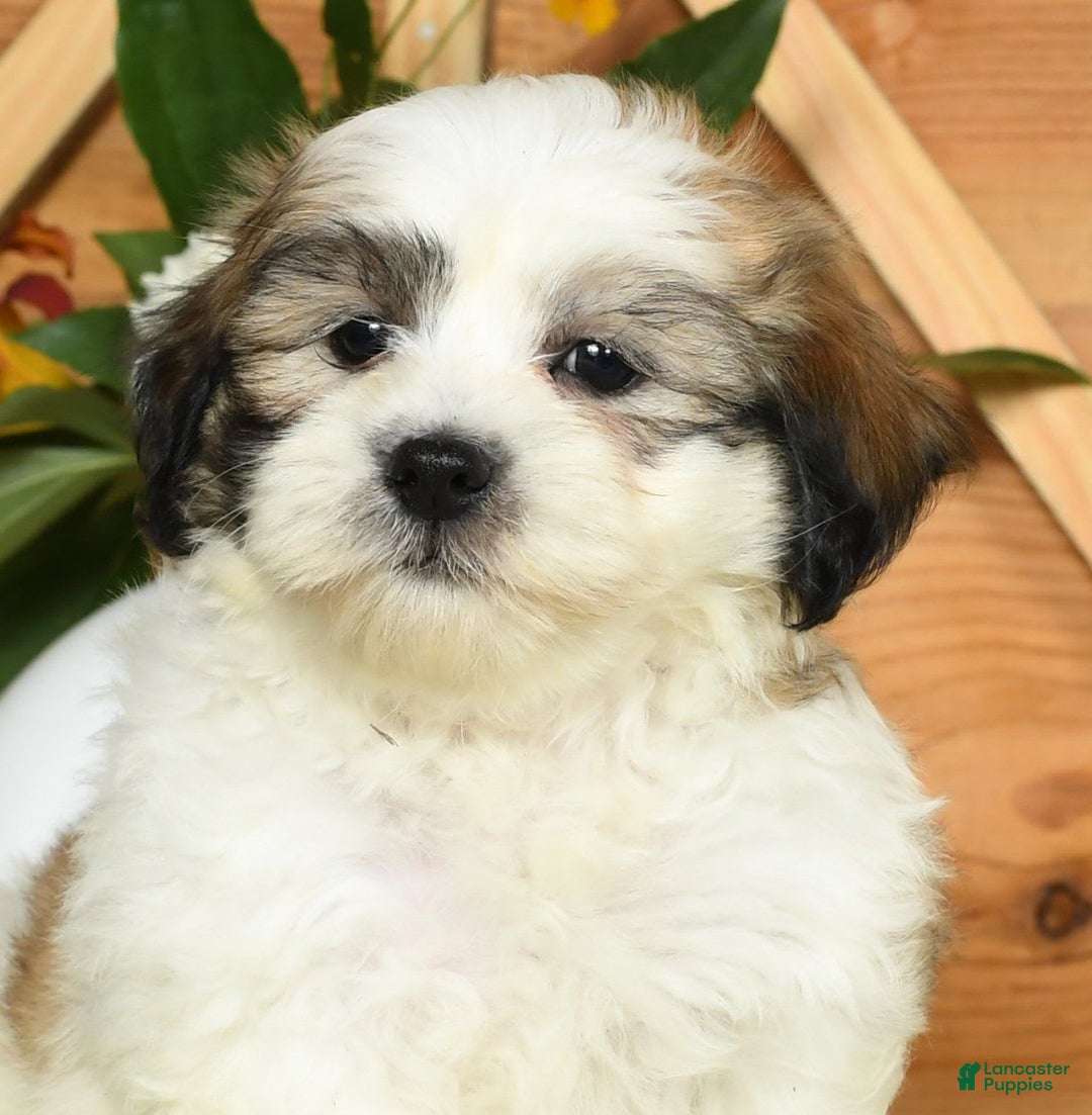 Teddy Bear dogs for sale: Sammy - Image 3