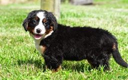 Bernese Mountain Dog dogs for sale: Bluebell - Image 8