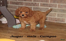Cavapoo dogs for sale: Jasper - Image 3