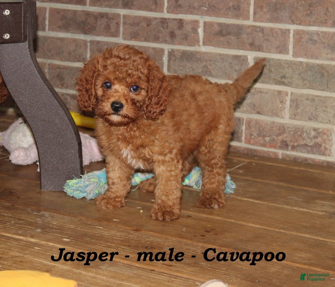 Cavapoo dogs for sale: Jasper - Image 3