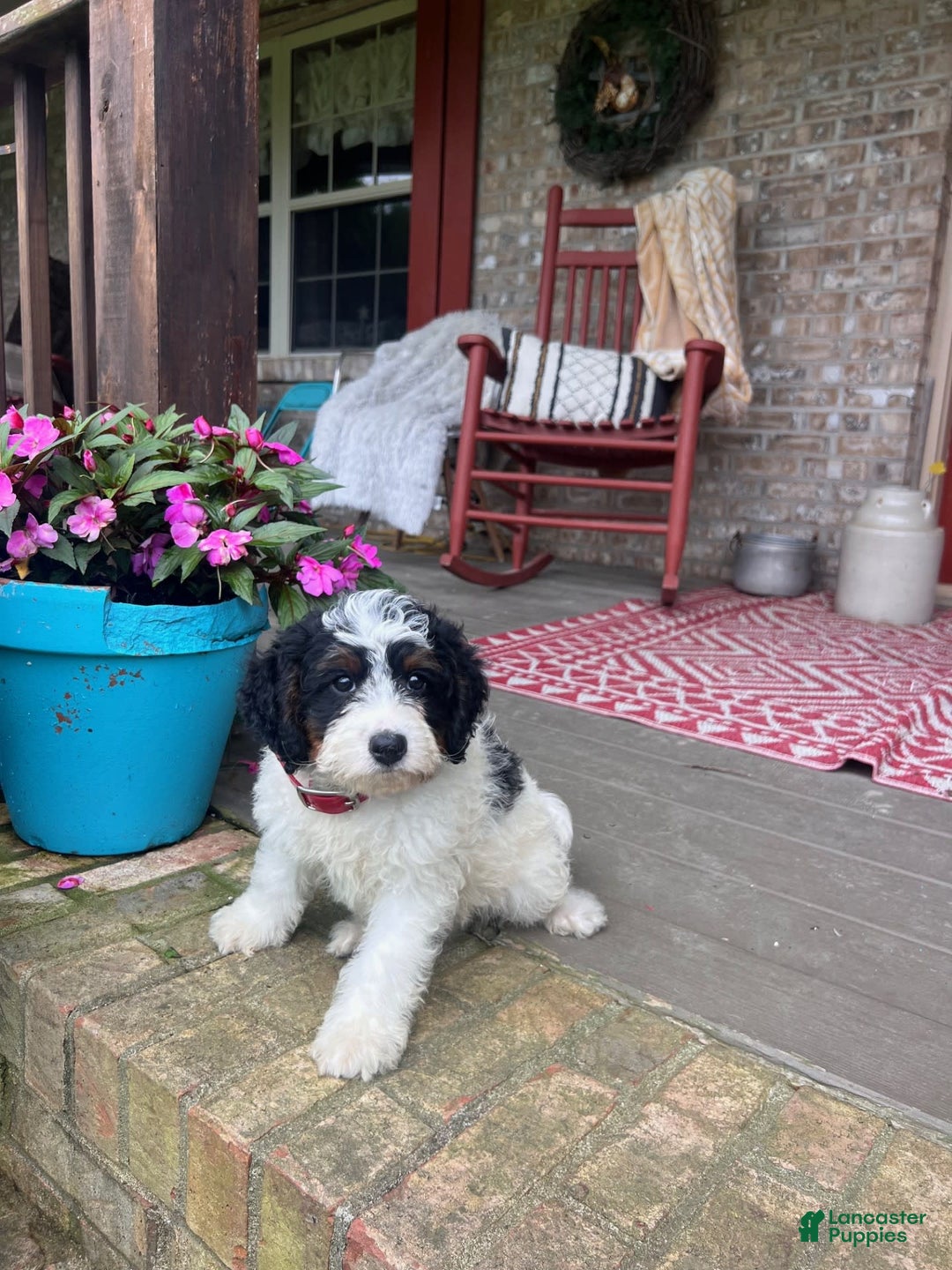 Mini Bernedoodle dogs for sale: ben - Image 7
