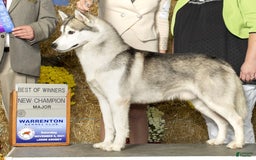 Siberian Husky dogs for sale: Bayne - Image 4
