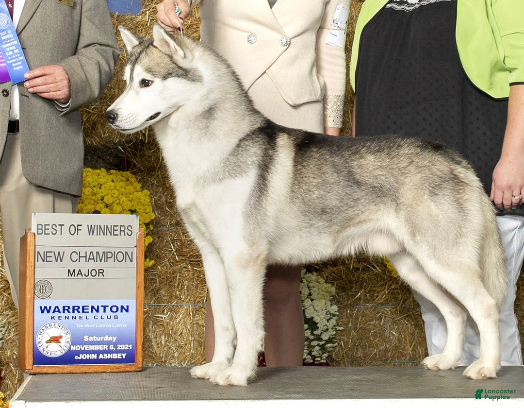 Siberian Husky dogs for sale: Bayne - Image 4
