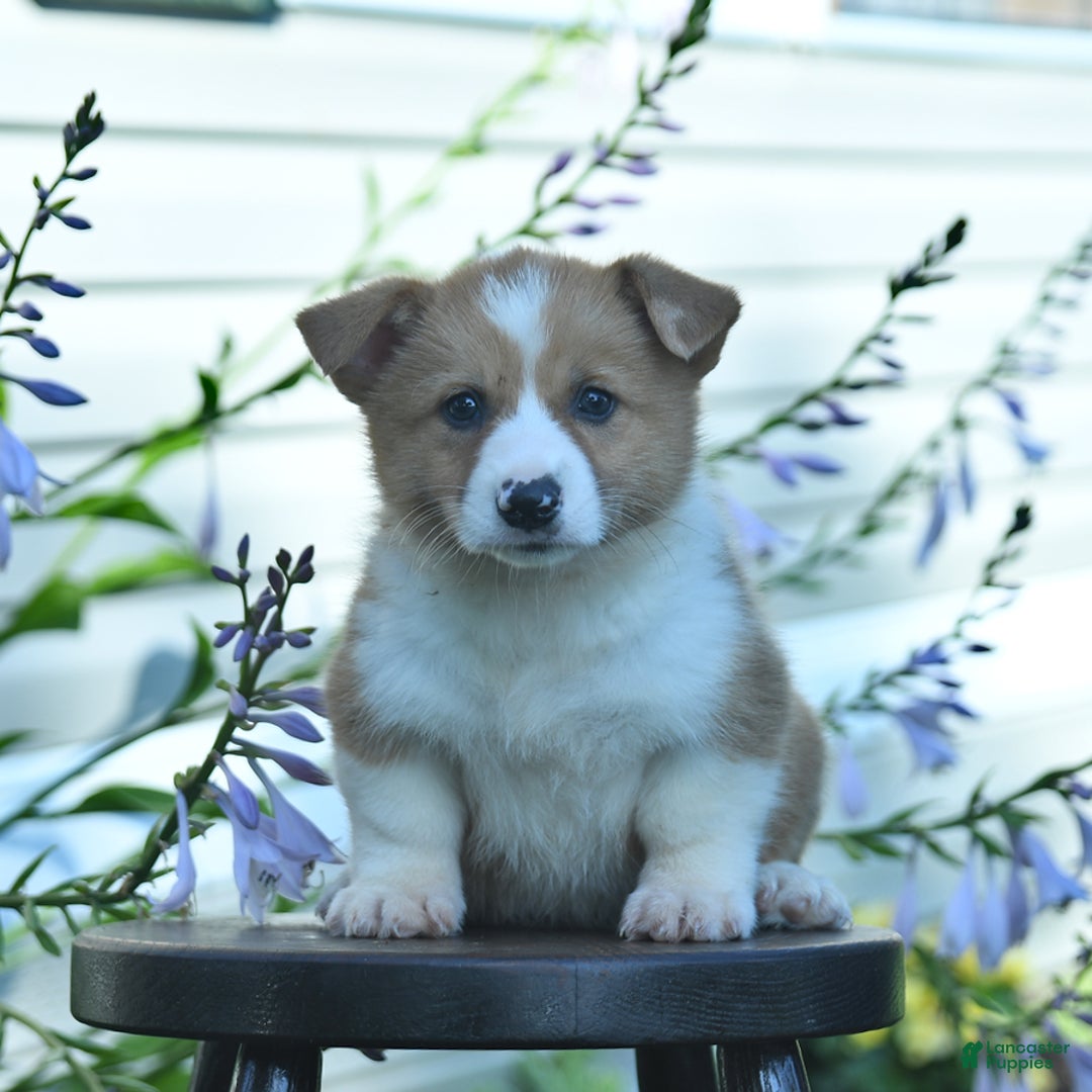 Welsh Corgi Pembroke dogs for sale: Rusty - Image 10