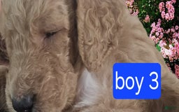 Goldendoodle dogs for sale: Mack - Image 7