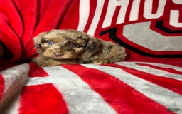Mini Aussiedoodle dogs for sale: Ringo - Image 6