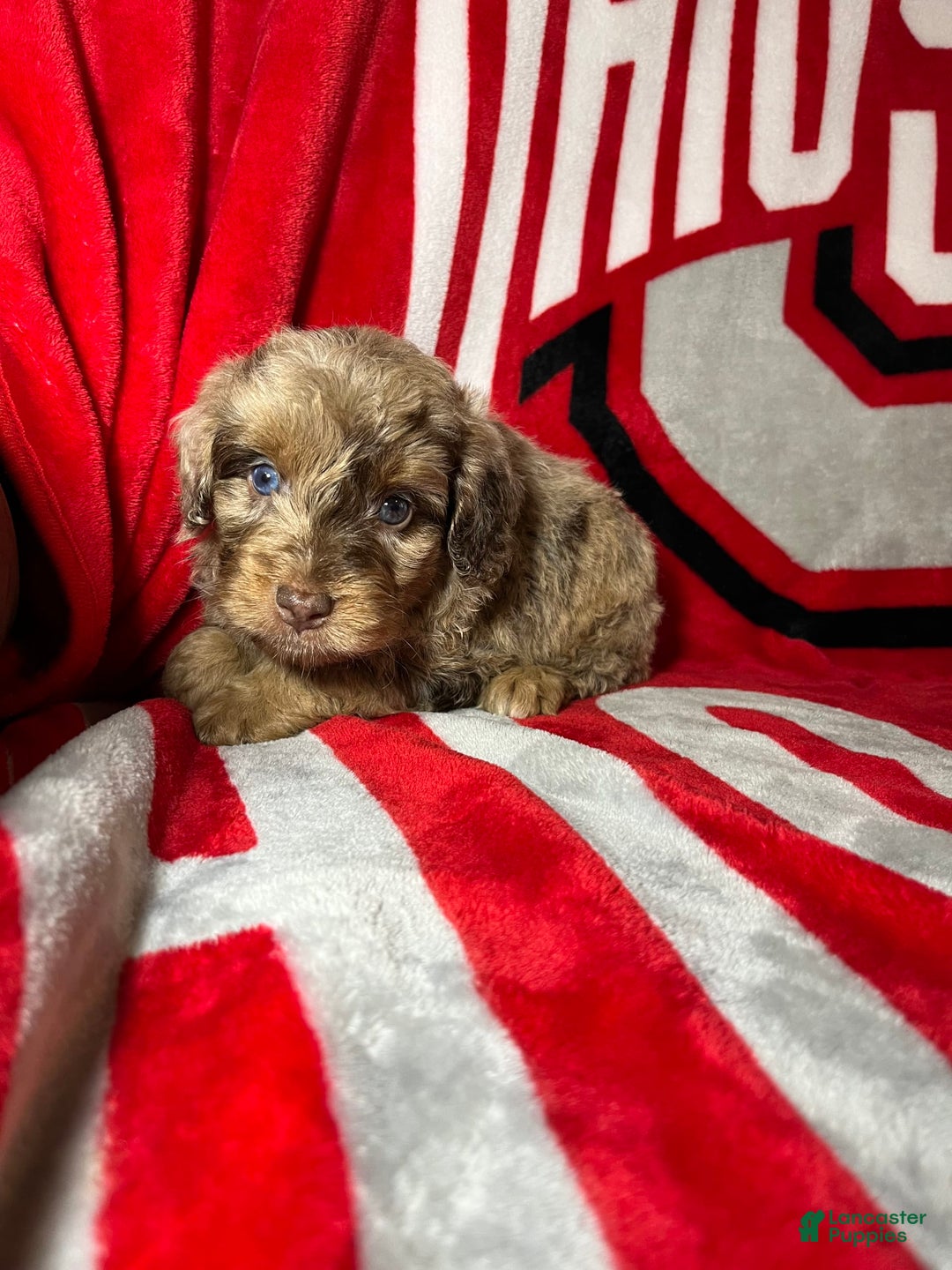 Mini Aussiedoodle dogs for sale: Ringo - Image 6