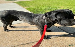 Cane Corso dogs for sale: Madam - Image 4