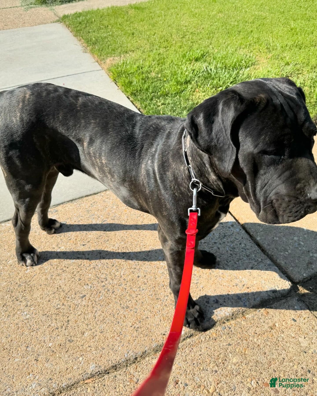 Cane Corso dogs for sale: Madam - Image 4