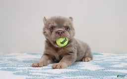 French Bulldog dogs for sale: Aidan - Image 3