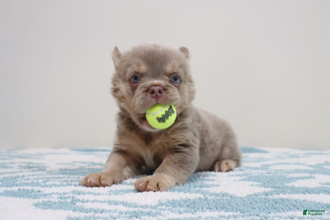 French Bulldog dogs for sale: Aidan - Image 3