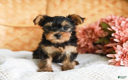 Yorkshire Terrier dogs for sale: Lillian Teacup - Image 11