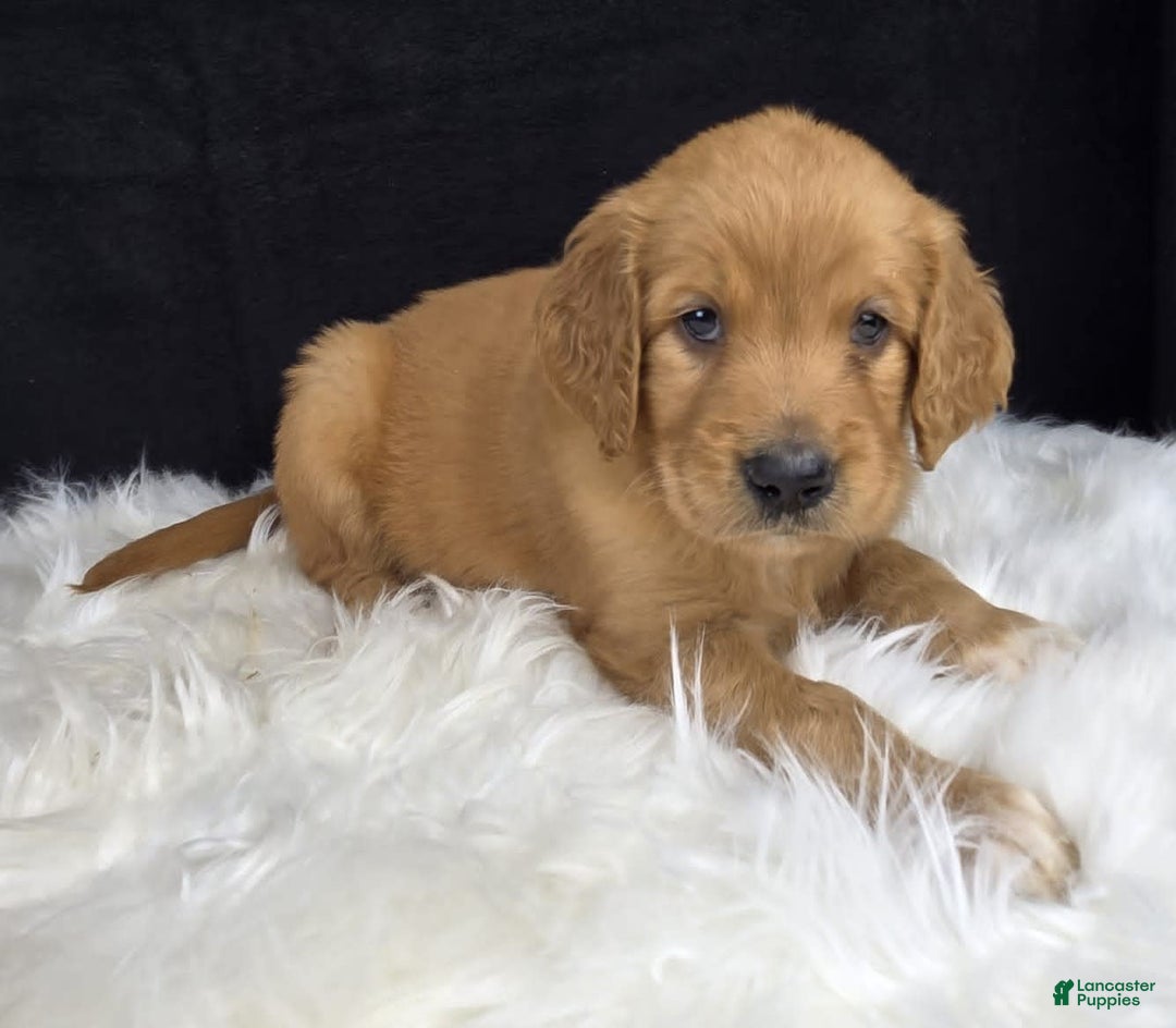 Goldendoodle dogs for sale: Raine - Image 6