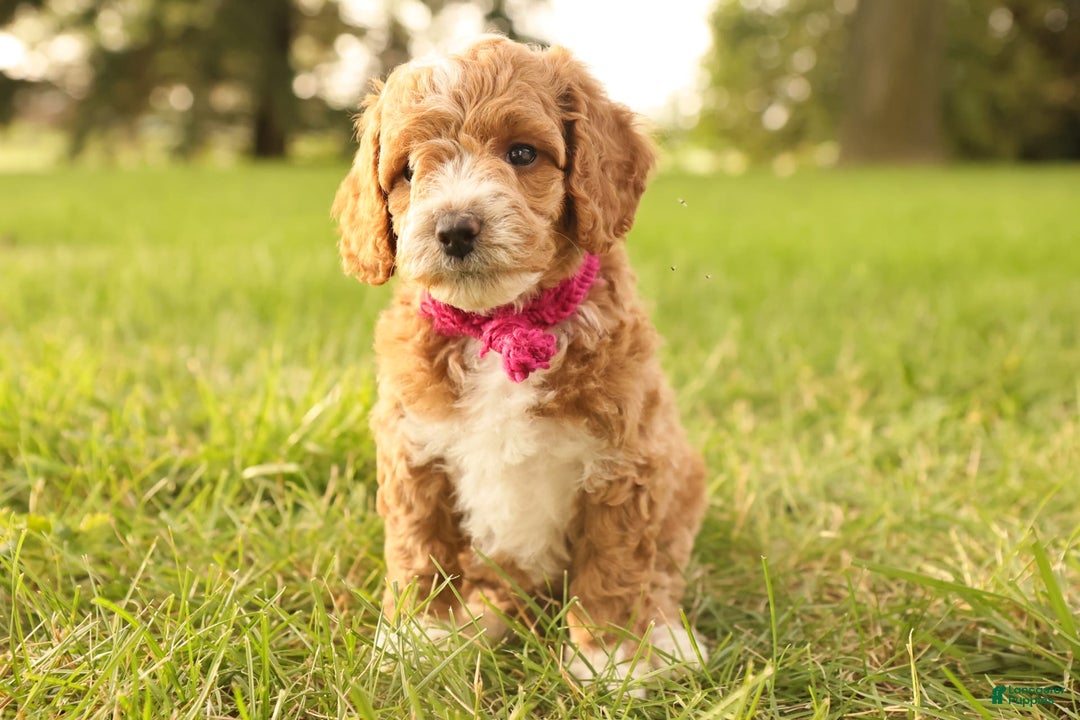 Mini Goldendoodle dogs for sale: Lily - Image 2