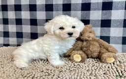 Bichon Frise dogs for sale: Barney - Image 1