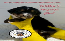 Mini Bernedoodle dogs for sale: Willows Magenta Girl - Image 4