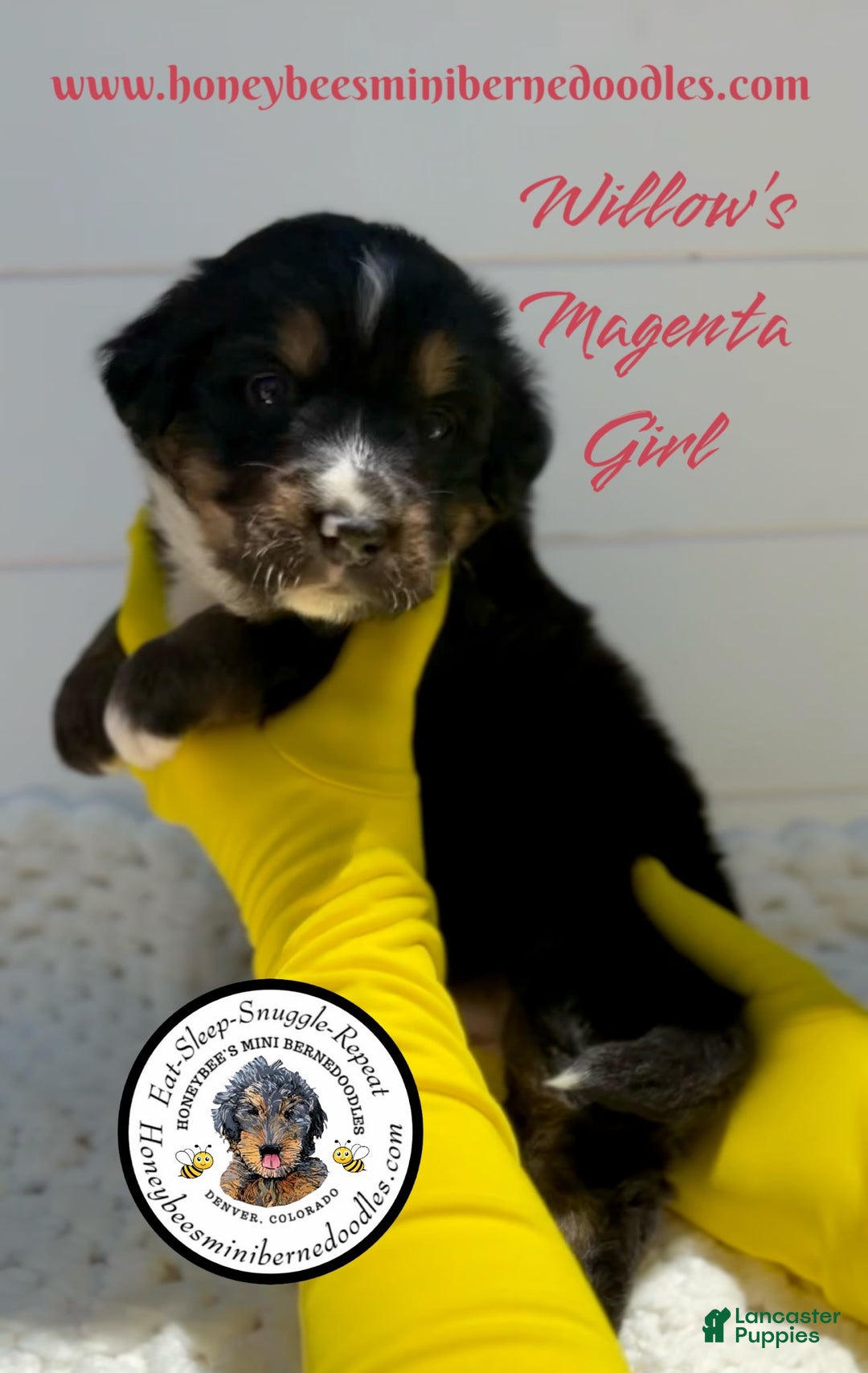 Mini Bernedoodle dogs for sale: Willows Magenta Girl - Image 4