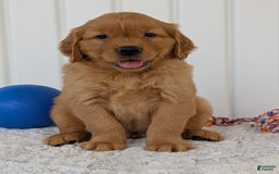 Golden Retriever dogs for sale: Hunter - Image 4