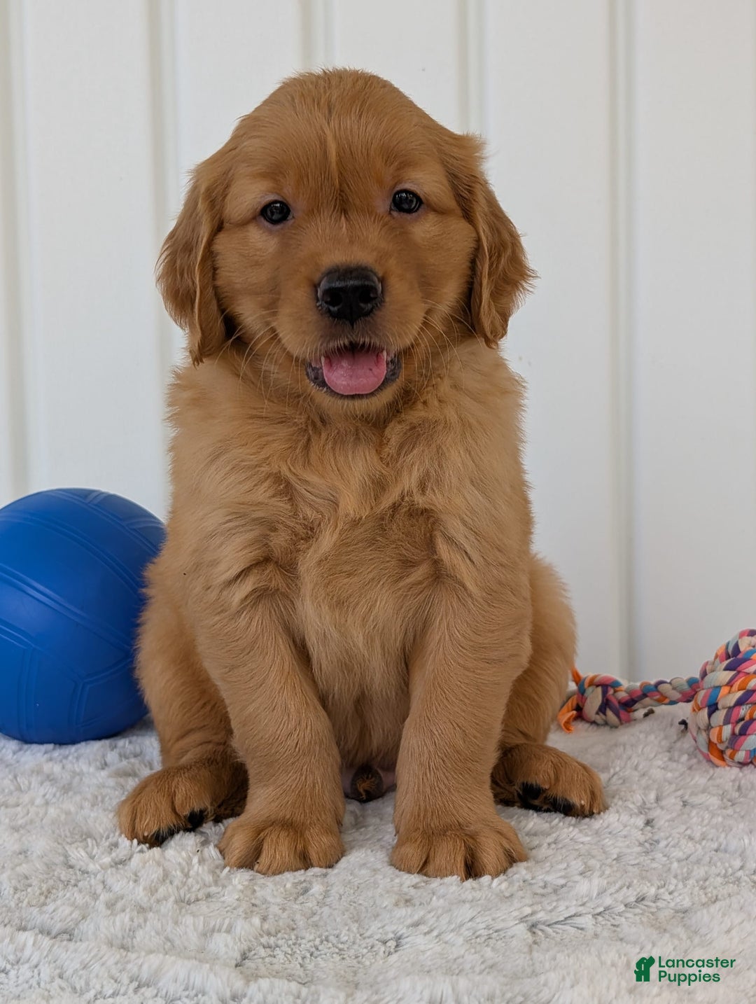 Golden Retriever dogs for sale: Hunter - Image 4