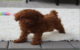 Toy Poodle dogs for sale: Elena - Image 10