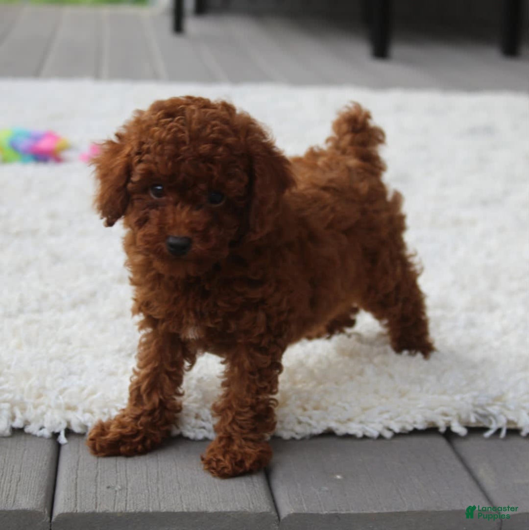 Toy Poodle dogs for sale: Elena - Image 10