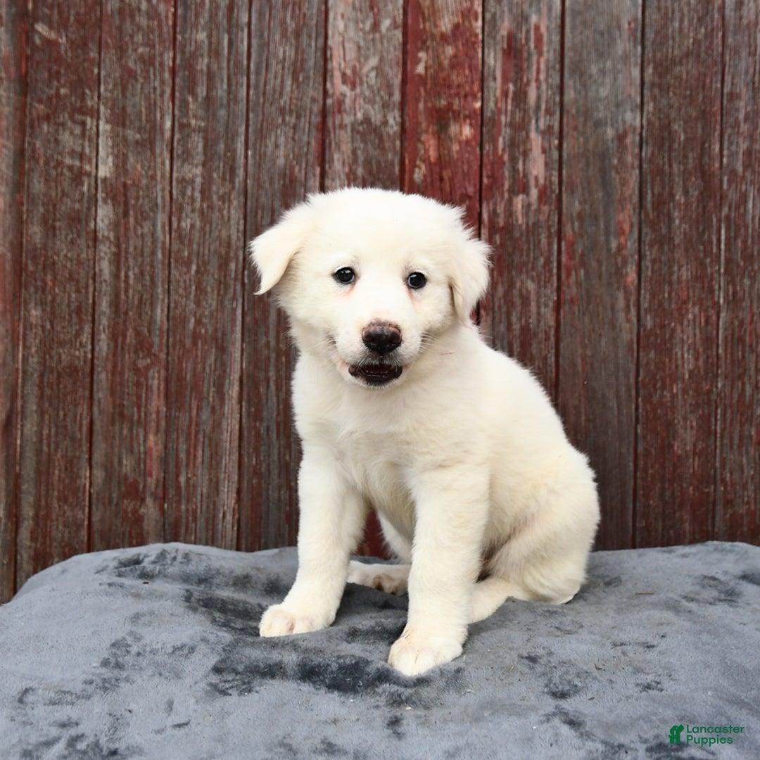 Great Pyrenees dogs for sale: Lucy - Image 2
