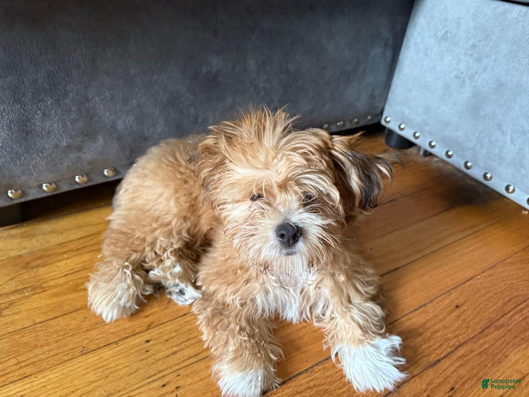 Shih Tzu dogs for sale: Cookie - Image 1