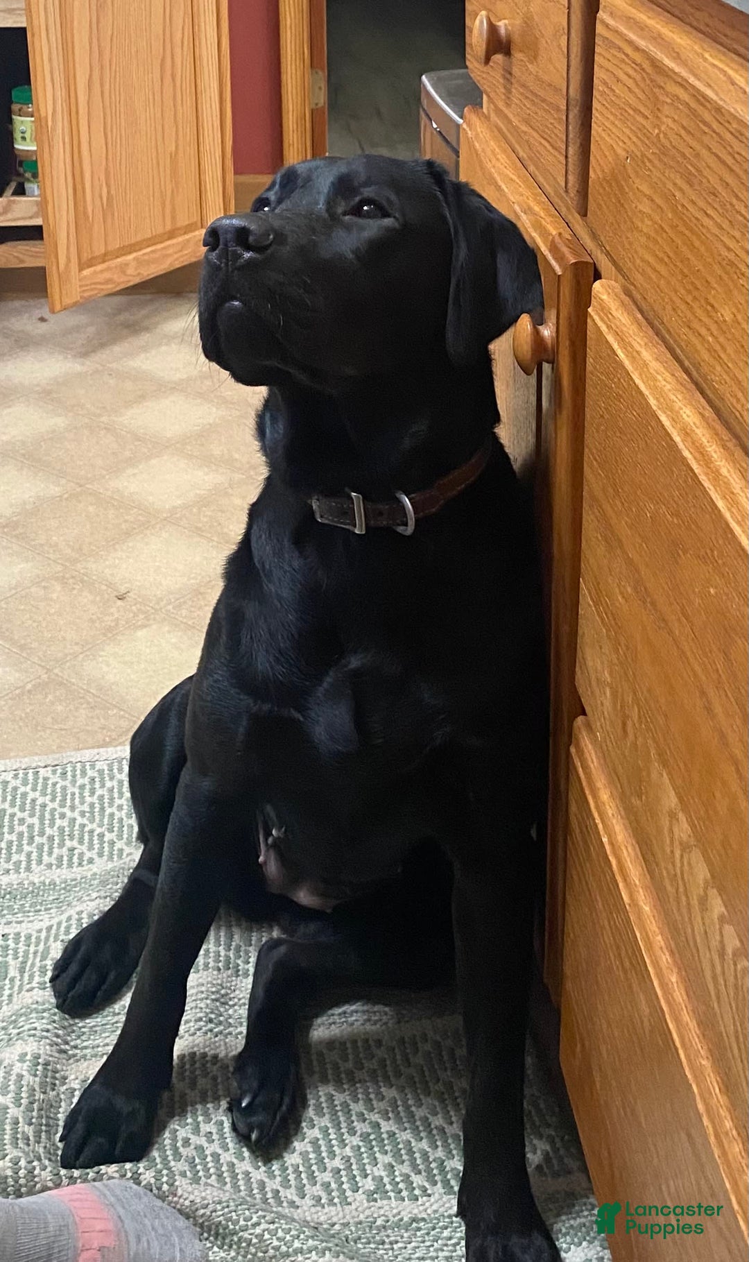 Labrador Retriever dogs for sale: Dora - Image 2