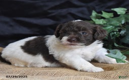 Cavapoo dogs for sale: Addilynn - Image 3